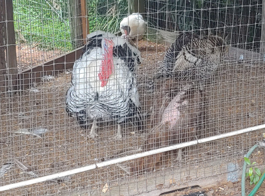 Turkey Whole Heritage 12-14 Lb (Pre-order Required)