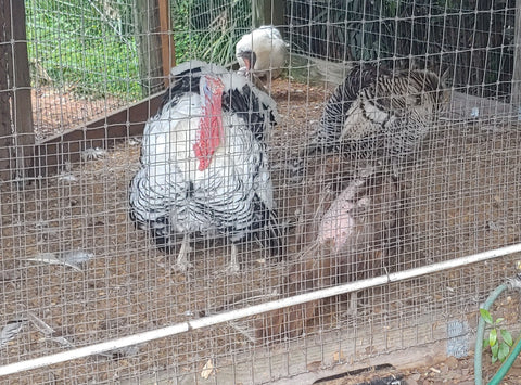 Turkey Whole Heritage 12-14 Lb (Pre-order Required)